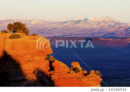 Canyonlands National Park, Utah, USA 14196542