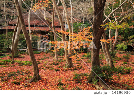 晩秋の祇王寺 14196980