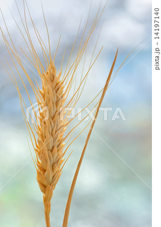 Yellow grain 14197140