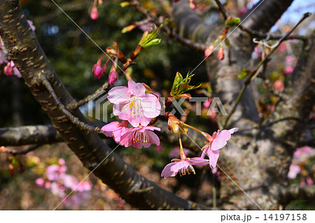 カンザクラ カンザクラ 14197158