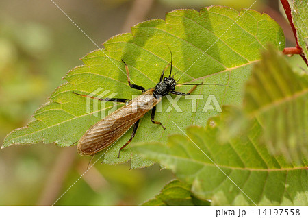 カワゲラの一種 カワゲラの一種 14197558