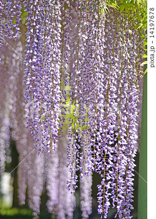 藤の花 藤の花 14197678