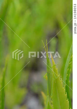 バッタ　同化 14198053