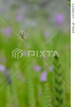 クモ　小型 14198054