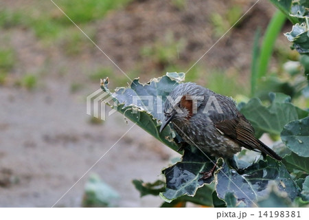 ヒヨドリ 14198381
