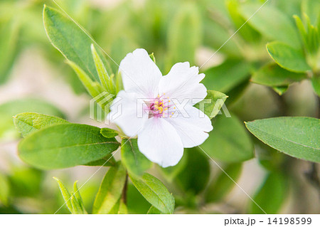 ツツジの葉に落ちたサクラの花の写真素材