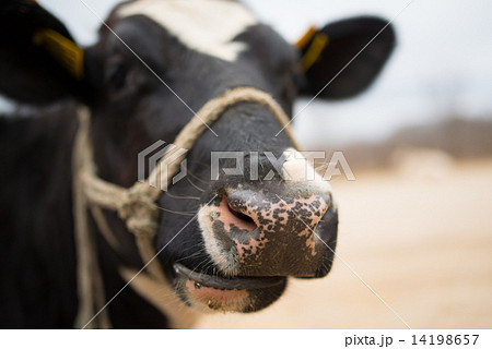 牛の鼻 牛の鼻 14198657