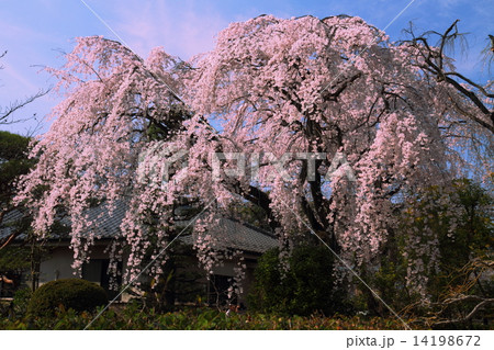 中院しだれ桜 14198672