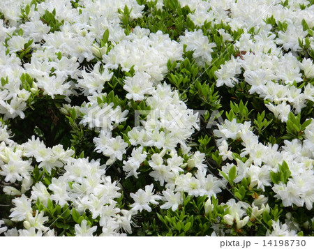 春の季語でもあるツツジ 真っ白なツツジの花 の写真素材