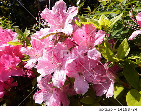 日に輝いている大輪のオオムラサキの花。 日に輝いている大輪のオオムラサキの花。 14198734