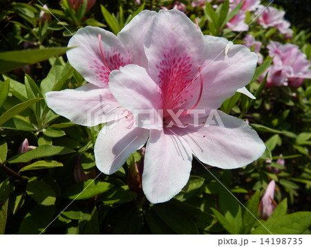 日に輝いている大輪のオオムラサキの花 の写真素材