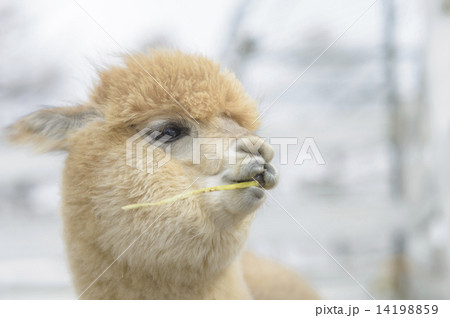 アルパカのポートレート アルパカのポートレート 14198859