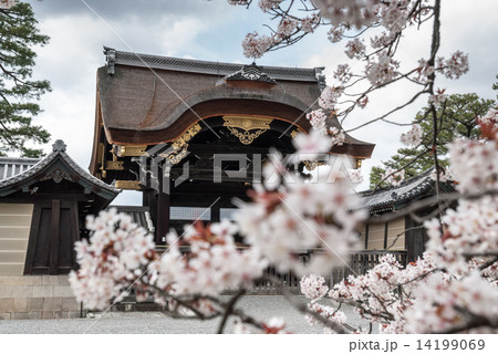 京都御苑　桜と宜秋門 14199069