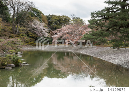 仙洞御所　醒花亭と桜の馬場 14199073