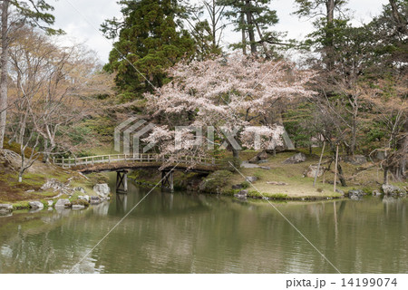 仙洞御所　紅葉橋と桜 14199074