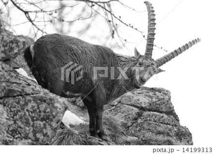 Deer ibex long horn sheep Steinbock in black and white 14199313
