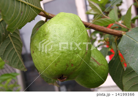 グアバ 14199366