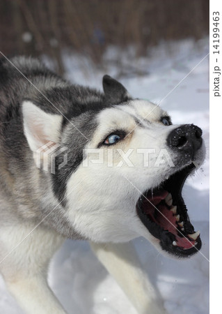 Husky dog attack 14199463