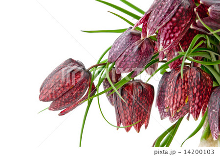 Fritillaria meleagris 14200103
