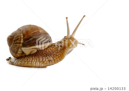 grawling snail isolated 14200133