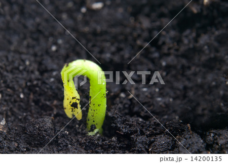 green seedling 14200135