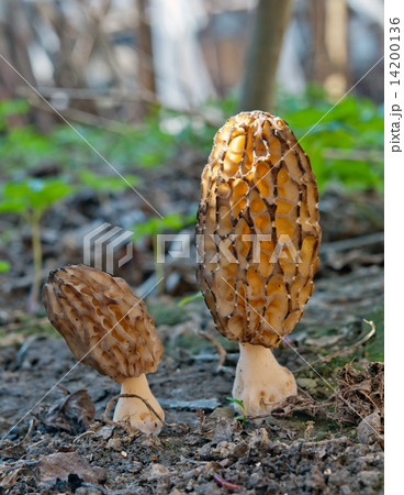 grey morel mushrooms 14200136