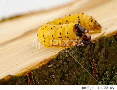 little woodworm lies 14200165