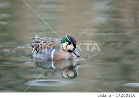 トモエガモ 14200310