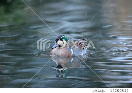 トモエガモ 14200312