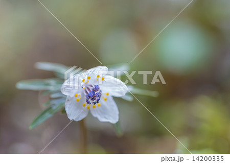 セツブンソウ 14200335