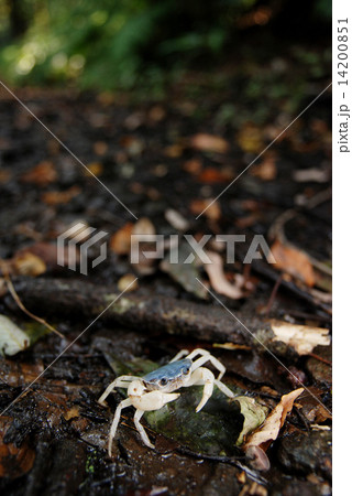 サワガニ 14200851