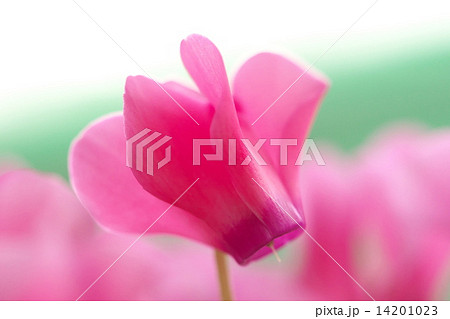 シクラメン 14201023