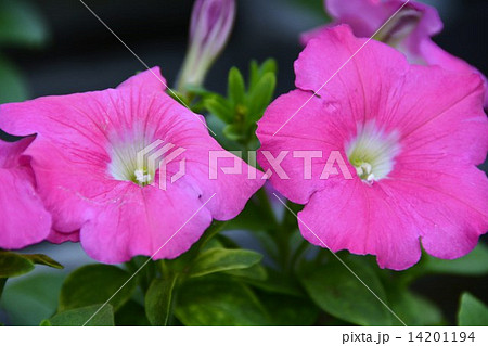 ペチュニア 14201194
