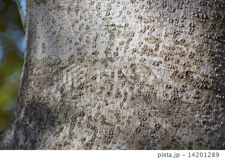 ヤマモモ（山桃） 14201289