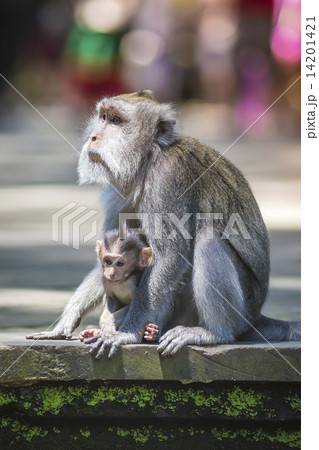Long Tailed Macaque with her Infant 14201421