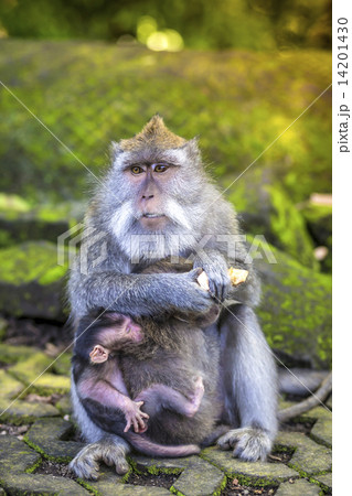 Long Tailed Macaque with her Infant Long Tailed Macaque with her Infant 14201430