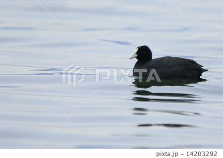 オオバン オオバン 14203292