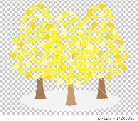 イチョウの木 イチョウの木 14203356