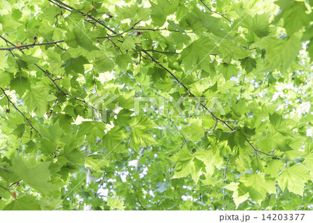 新緑のプラタナスの枝葉 14203377