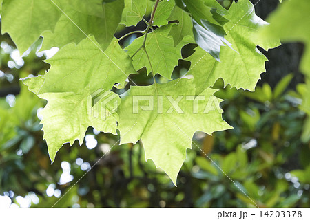 新緑のプラタナスの葉の写真素材