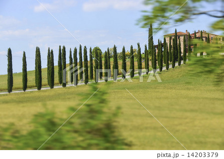 丘陵地のイトスギ並木のある風景 14203379