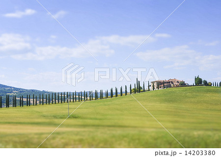 丘陵地のイトスギ並木のある風景 14203380