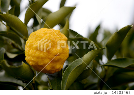 柚子 14203462