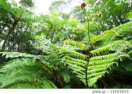 やんばるの森・ヒカゲヘゴ 14203633