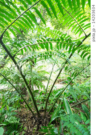 やんばるの森・リュウビンタイ やんばるの森・リュウビンタイ 14203634