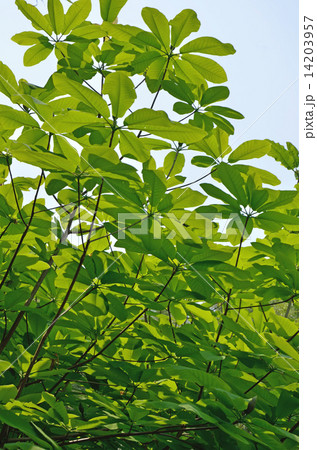 朴の木 14203957