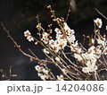 梅満開（1） 14204086