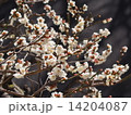 梅満開（2） 14204087