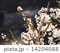 満開の梅 14204088