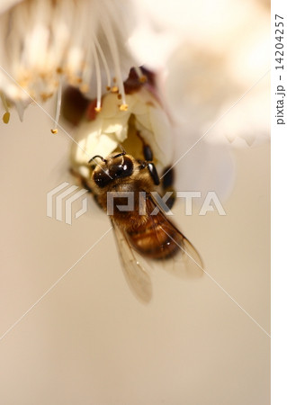【春の白梅にとまる蜜蜂】 【春の白梅にとまる蜜蜂】 14204257